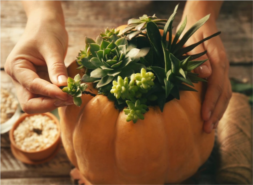 [21.09.22] Halloweenを先取り！多肉植物の寄せ植えクラフト